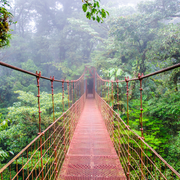 Thai Rainforest